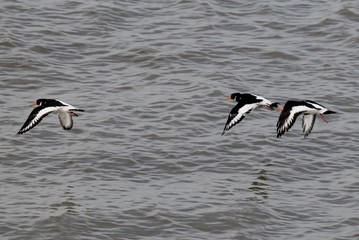 three oystercatchers are flying over the sea