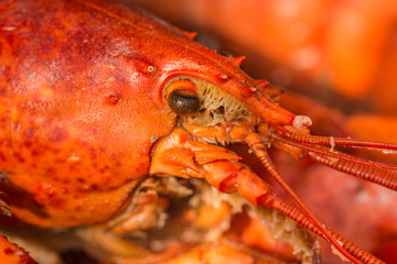 How to Cook Lobster and Crab ,with allspice and bay leaf