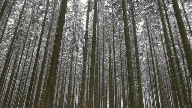 Snow covered conifer forest in winter, Serrig, Saar Valley, Rhineland-Palatinate, Germany, Europe