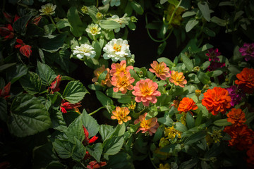 Flower in the garden.