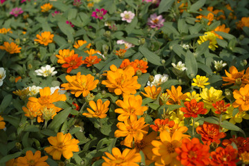 Flower in the garden.