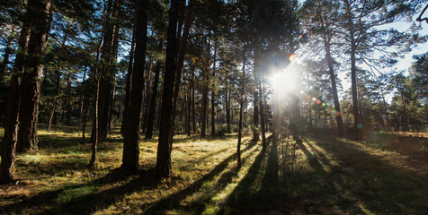 Luz entre los árboles del bosque