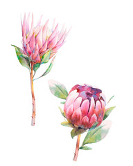 Watercolor protea flowers. Set of hand painted exotic plants isolated on white background. Botanical illustrations of summer flora