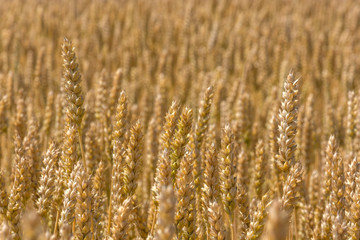 Fototapeta premium Background of wheat that grows. A field of growing wheat in summer. Space for text.