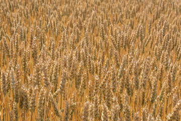 Background of wheat that grows. A field of growing wheat in summer. Space for text.