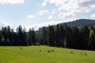 Landscape picture from the national park in Bavaria