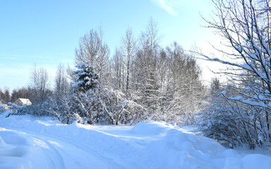 winter landscape with trees