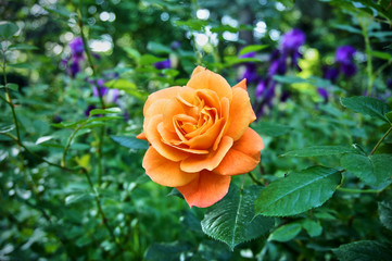 Bright orange rose Westerland with green leaves on a blurred background of greenery of a beautiful garden. Selective focus. Close-up. Lyrical motive for design