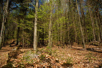 Landscape picture from the national park in Bavaria