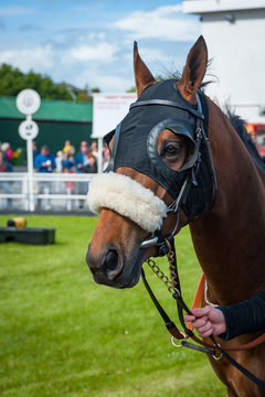 Portrait of a race horse walking through the parade ring