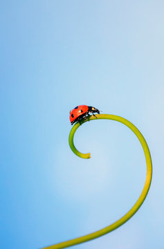  red ladybug crawling on the spiral blade of grass on the background of blue sky