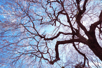 しだれ桜