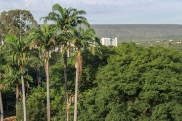 Fototapeta premium Palm trees on city - - Caldas Novas , GO , Brazil