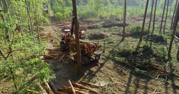 A forestry forwarder works in a pine forest. A timber forwarder uses a log grapple to load trees felled by a harvester lumberjack into a trailer. Logging equipment. A forwarder carrying logs.