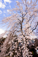 しだれ桜