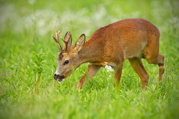 Young roe deer, capreolus capreolus, buck on hay field chewing peacefully in summer surrounded by white flowers in summer. Wildlife scenery with relaxed wild animal approaching cautiously.