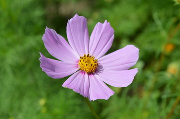 One beautiful flower 