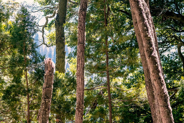 Fototapeta premium tree in the forest