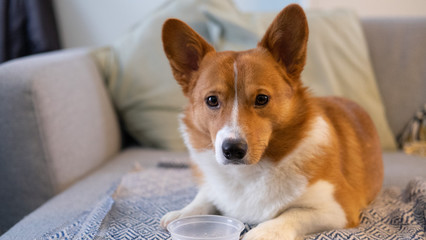 corgi dog