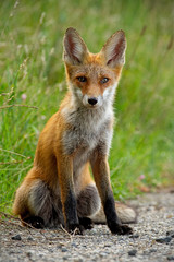 Detail of young red fox, vulpes vulpes, sitting on gravel roadside in summer. Wild animal on road.