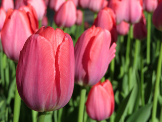 Pink tulip flowers, colorful spring background. Field of blooming tulips in sunny day, selective focus