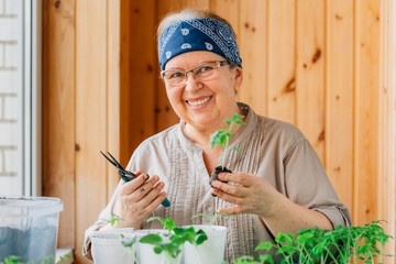 Senior female gardener planting seedlings. Mature woman in glasses caring for sprouts