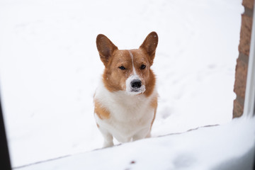 corgi dog