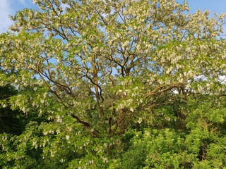Fototapeta na wymiar tree, blooming, bees, blossom, Baum, blühend, Knospen, Blüten, bienen, Pracht