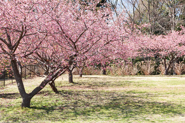 満開の桜