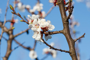 Branch of apricot tree in the period of spring flowering.
