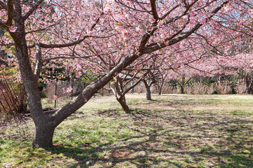 満開の桜