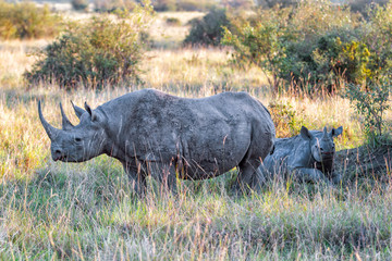 Obraz premium Black Rhinoceros female with her calf in the shade of the bushes in Masai Mara National Reserve in Kenya