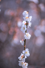 満開の桜