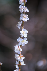 満開の桜