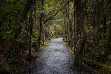 Fototapeta premium Forest Path, New Zealand