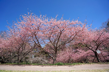 Naklejka premium 満開の桜