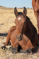 Fototapeta premium Cute Wild Horse Foal in Utah