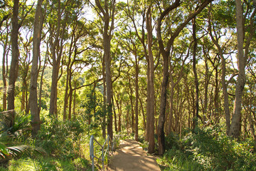 Central coast jungle 