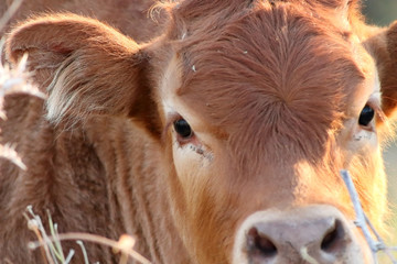 Portrait of a cow