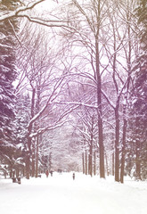 Winter landscape with snow. The trees are covered with snow.