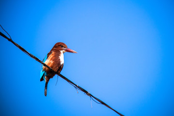 White-throated Kingfisher bird isolated over blue sky