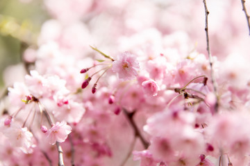 Cherry Blossom