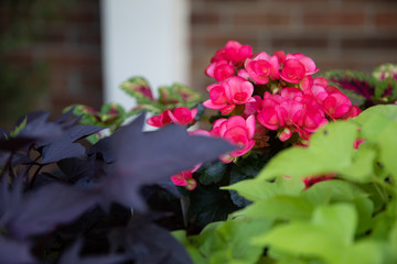 Flowerpot Flowers