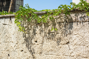 Yellow wall of bricks with looming green branches.
