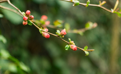 Pink bud flowers on brunch of apricot tree.