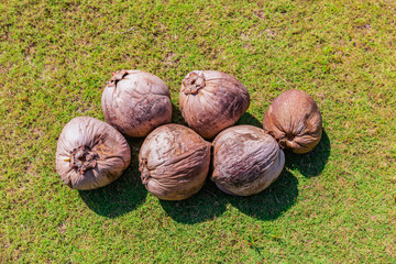 Coconut on the ground 