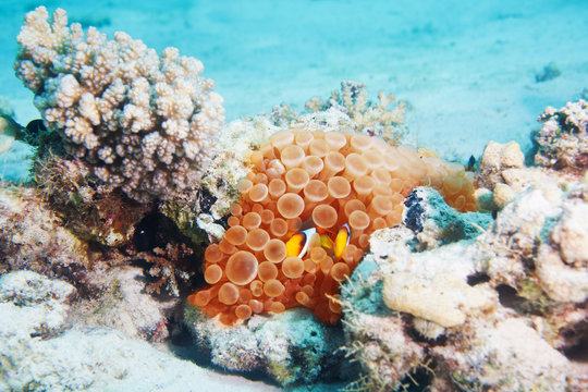 Fototapeta Clownfish in the coral underwater image in the sea