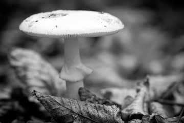 Death cap (Amanita phalloides), poisonous mushroom ,macro ( selective focus )