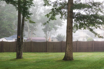 Foggy Yard with Fence