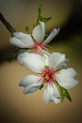 Close up of almond flowers in spring with selective focus © Arpad